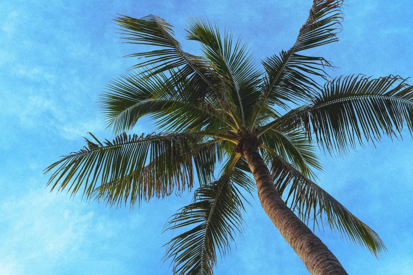 Photographie de voyage montrant un palmier sous un ciel bleu éclatant